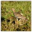 Indian Stone Curlew_Helmut Muller.jpg