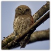 Chestnut-backed Owlet_Ron Mayberry.jpg
