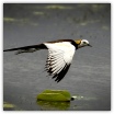 Pheasant-tailed Jacana_Ron Mayberry.jpg