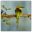 Little Green Bee-eater_Ron Mayberry.jpg