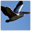 Spot-billed Pelican_Lou Newman.jpg